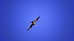 Kununurra - Scharzmilan - Black Kite - [Milvus migrans]_D06-13-07.jpg