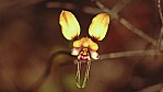 Lucky Bay - (Wallflower Orchid) - Orchidee - [Diuris corymbosa]_C04-47-11.jpg
