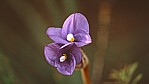 Lucky Bay - Iris - Purple Flag - [Patersonia occidentalis]_C04-46-32.jpg