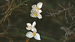 Lucky Bay - Iris - White Flag - [Patersonia]_C04-46-41.jpg