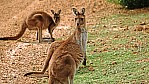 Lucky Bay - Kngurus_C04-46-27.jpg