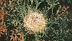 Lucky Bay - Silberbaumgewchs - Yilgarn Dryandra - [Dryandra arborea]_C04-46-34.jpg
