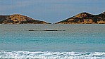 Lucky Bay - Wal mit Kalb_C04-46-45.jpg