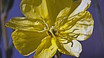 Midlands Road - Johannisbrotgewchse - Senna family - [Caesalpiniaceae]_D05-16-08.jpg