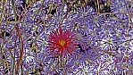 Midlands Road - Minnie Daisy [Minuria leptophylla] und Azure Daisy Bush [Olearia rudis]_D05-15-49.jpg