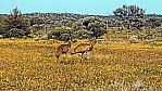 Outback - Bltenteppich - Emus_C04-44-08.jpg