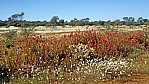 Outback - Bltenteppich - Wildblumen - wild flower route_C04-43-45.jpg