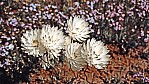Outback - Strohblume - Everlasting - [Bracteantha]_C04-44-13.jpg