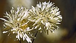 Outback - Strohblume - Splendid Everlasting - [Rhodanthe chlorocephala splendida]_C04-43-08.jpg