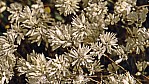 Outback - Strohblume - Splendid Everlasting - [Rhodanthe chlorocephala splendida]_C04-44-27.jpg
