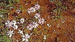 Outback - Wildflower Route - [Asteraceae]_C04-44-23.jpg