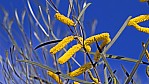 Outback - Wildflower Route - Akazie - Wattle - [Acacia lasiocalyx]_C04-44-44.jpg