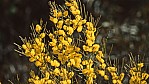 Outback - Wildflower Route - Akazie - Wattle - [Acacia ligulata]_C04-45-15.jpg