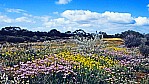 Outback - Wildflower Route - Bltenteppich_C04-44-41.jpg