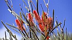 Outback - Wildflower Route - Nadelkissen - Pink Spike Hakea - [Hakea coriacea]_C04-45-06.jpg