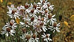 Outback - Wildflower Route - Strohblume - Sticky Everlasting - [Lawrencella Davenportii]_C04-44-43.jpg