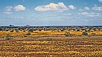 Outback - Wildflower Route - gelber Bltenteppich_C04-44-31.jpg