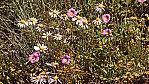 Outback - pink Blte - Round-leaved Parakeelya - [Calandrinia remota]_C04-43-50.jpg