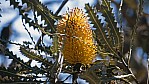 Perth - Kings Park - Banksia - [banksia ashvyi]_D05-16-10.jpg