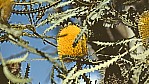 Perth - Kings Park - Banksia - Hooker's Banksia - [Banksia hookeriana]_C04-50-08.jpg