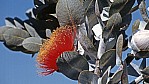 Perth - Kings Park - Eukalyptus - Blue bush - [Eucalyptus macrocarpa]_D05-16-12.jpg
