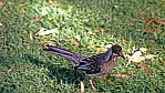 Perth - Kings Park - Rotlappen-Honigfresser - Red Whattlebird - [Anthochaera carunculata]_D06-15-01.jpg