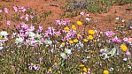 Pilbara -  Wildblumen - [Asteraceae] (2003-220).jpg