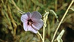 Pilbara - [Hibiscus spendens]_C04-42-04.jpg