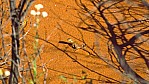 Pilbara - Agame -  [Agamidae]_C04-42-13.jpg