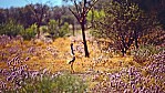 Pilbara - Chichester Range - Tall Mulla Mulla - [Ptilotus exaltatus] - Trappe - [Ardeotis australis]_C04-20-22 Trappe Outback.jpg