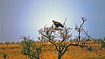 Pilbara - Keilschwanzadler - Wedge-tailed Eagle - [Aqzila audax]_D06-14-10.jpg