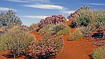 Pilbara - Outback - Outback - blhende Bsche_C04-42-01.jpg