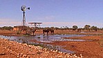 Pilbara - Rinder an Wasserstelle (2003-218).jpg