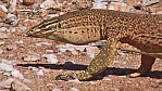 Pilbara - Waran (2003-214).jpg