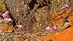 Pilbara - pink Blte - Round-leaved Parakeelya - [Calandrinia remota]_C04-42-08.jpg