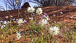 Pilbara, Wildblumen - [Asteraceae] (2003-219).jpg