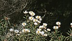 Porongurup Range Nationalpark - Sonnenflgel - Chamomile Sunray - [Rhodanthe anthemoides]_D05-17-41.jpg