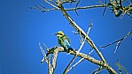 Roebuck Bay - Regenbogenbienenfresser - rainbow bee-eater [Merops ornatus]_C04-39-12.jpg