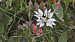 Stirling Range National Park - Kreuz des Sdens - [Xanthosia rotundifolia] (2003-263).JPG