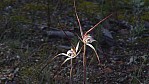 Stirling Range National Park - Orchidee - [Caladenia eminens] (2003-262).jpg