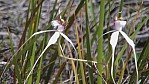 Stirling Range National Park - Orchidee - [Caladenia eminens] (2003-266).jpg