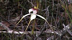 Stirling Range National Park - Spider-Orchidee - [Caladenia eminens] (2003-264).JPG
