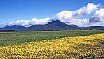 Stirling Range Nationalpark - Bltenfeld_C04-48-31.jpg