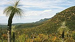 Stirling Range Nationalpark - Bluff Knoll - Black Gin - [Kingia australis]_C04-24-36.jpg