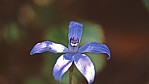 Stirling Range Nationalpark - Caladenia_C04-49-26.jpg