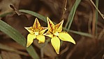 Stirling Range Nationalpark - Cowslip Orchid - [Caladenia flava]_C04-48-35.jpg