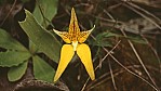 Stirling Range Nationalpark - Cowslip Orchid - [Caladenia flava]_C04-49-07.jpg