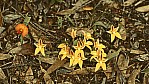 Stirling Range Nationalpark - Cowslip Orchid - [Caladenia flava]_C04-49-10.jpg