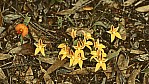 Stirling Range Nationalpark - Cowslip Orchid - [Caladenia flava]_C04-49-10.jpg