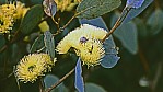 Stirling Range Nationalpark - Eukalyptus - Bell-fruites Mallee - [Eucalyptus preissiana]_C04-48-24.jpg